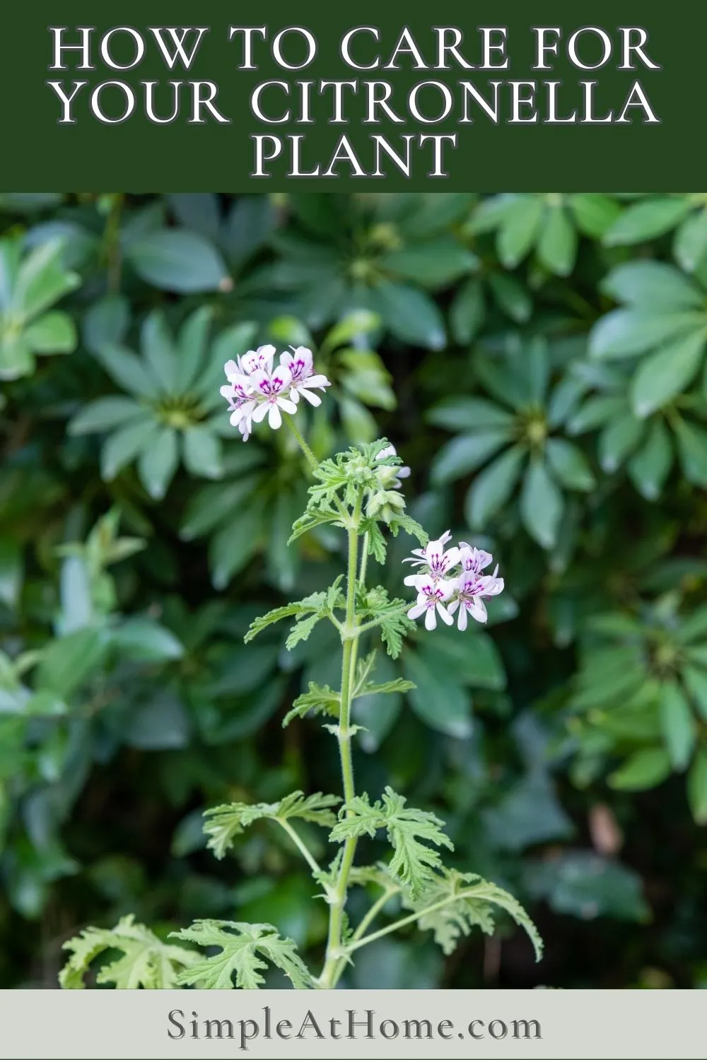 Citronella Plant Simple Syrup