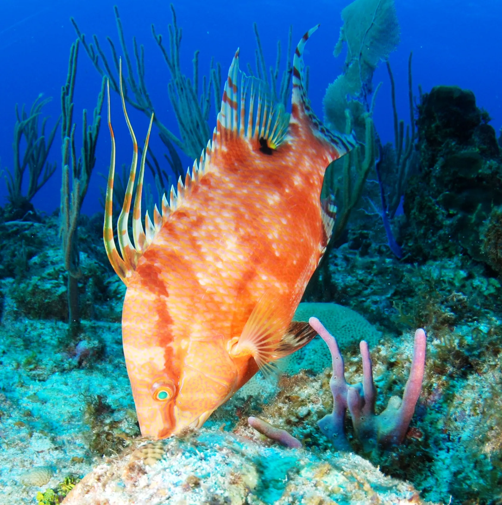 Herbed Hogfish from Islamorada