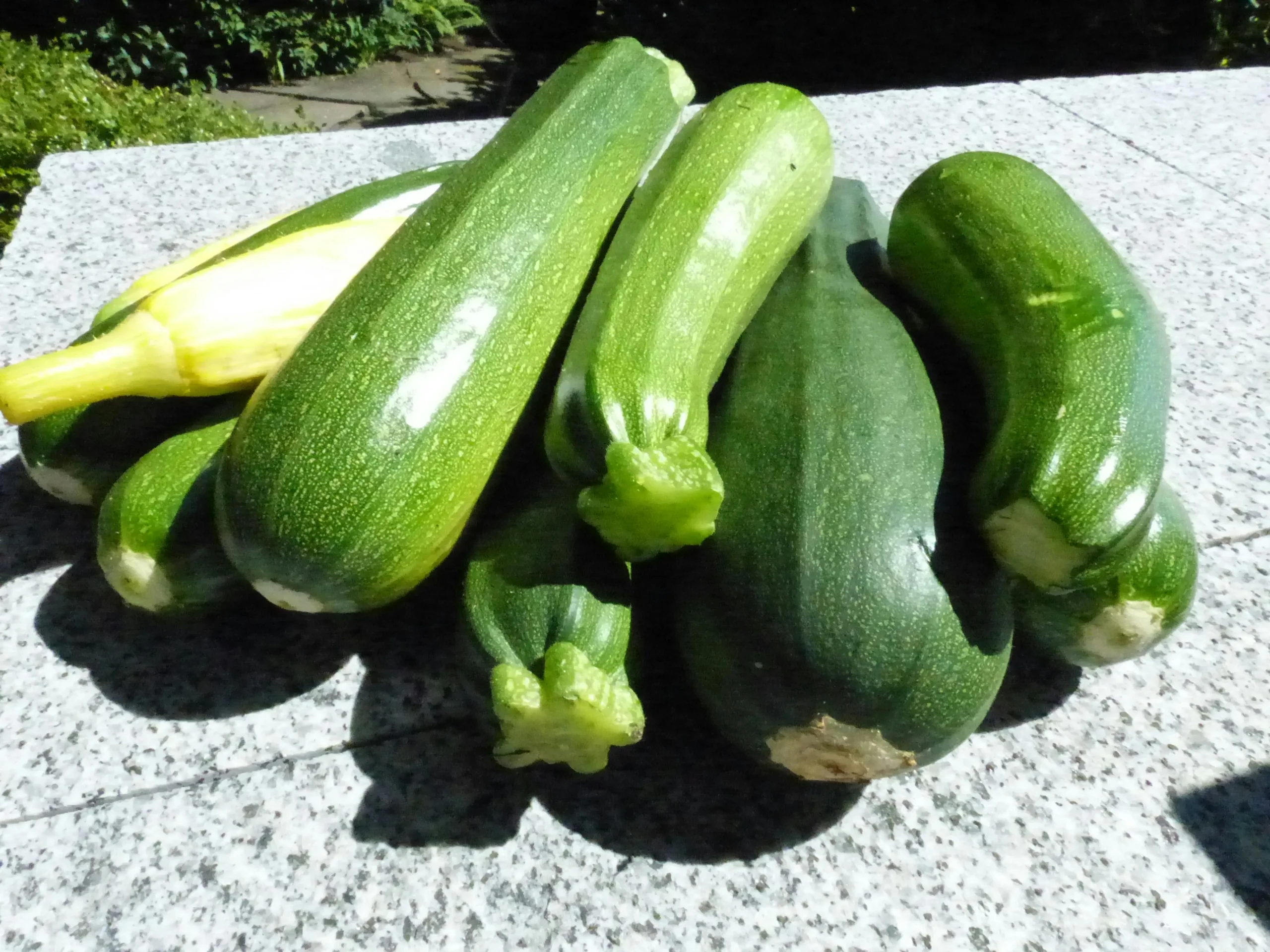 Ode to Zucchini Super Vegetable