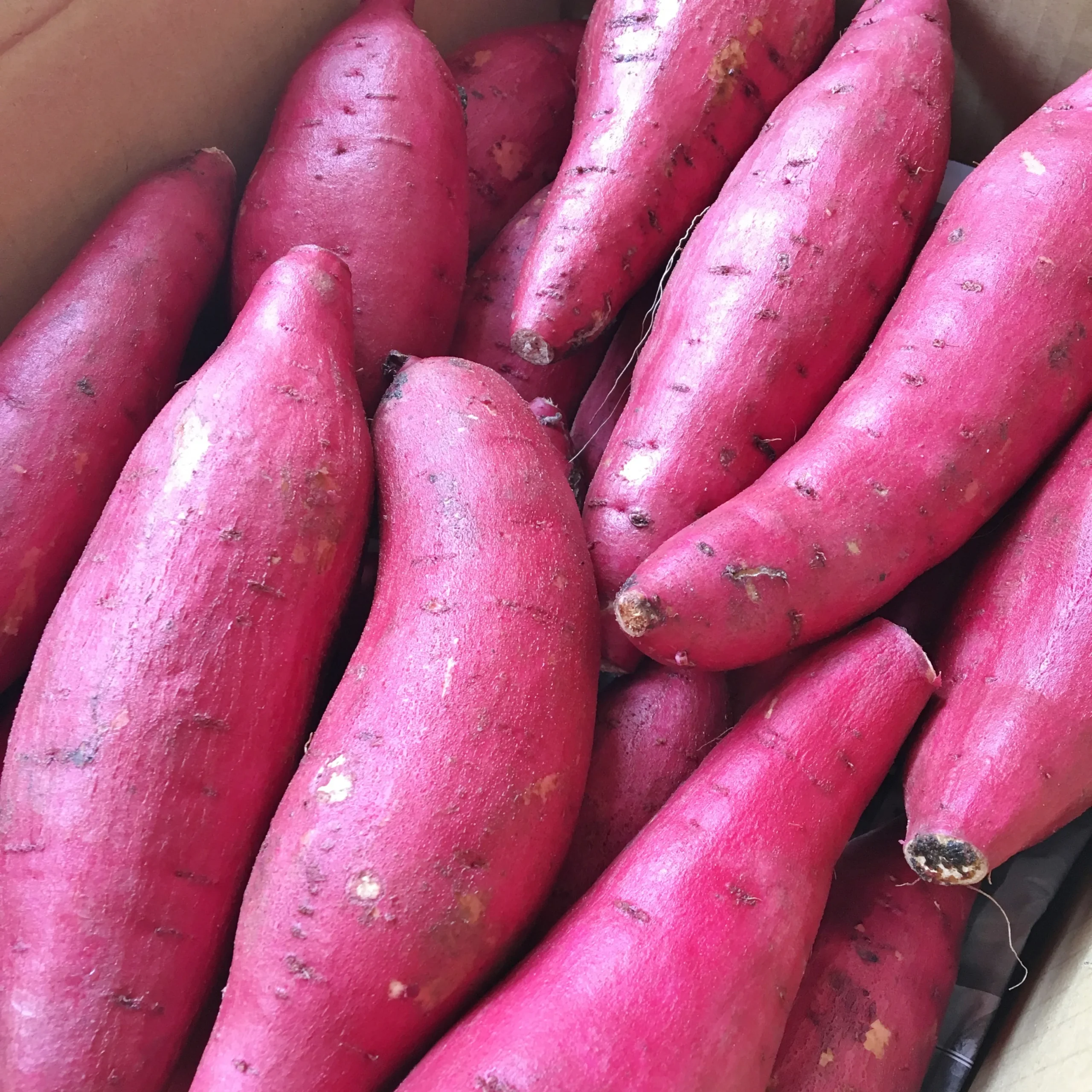 Satsumaimo Japanese Sweet Potato